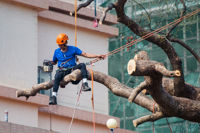 tree pruning