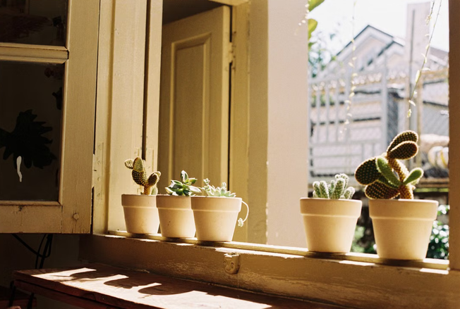 cactus in pots