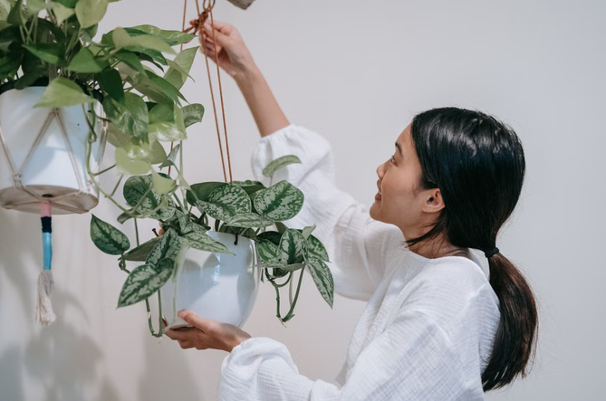 plant care